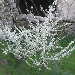 Apartamento Stazzo Fossuli *