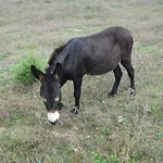 Stazzo Fossuli Apartamento *