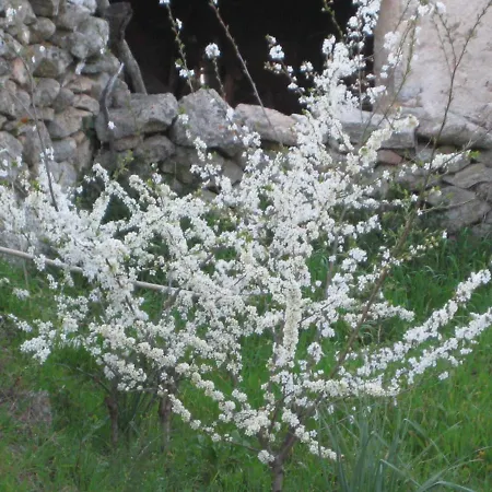Apartmán Stazzo Fossuli *
