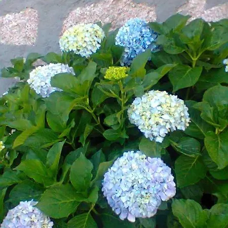 Stazzo Fossuli Appartamento